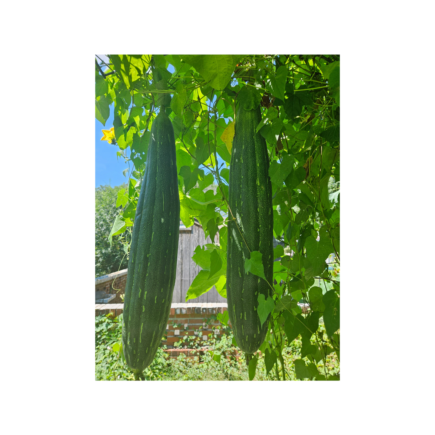 20-25 Loofah Seeds, Organic