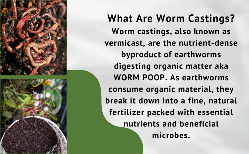 ORGANIC WORM CASTING PLANT FOOD